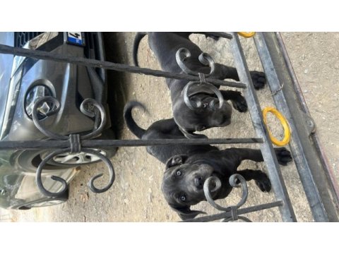 Cane corso yavrular