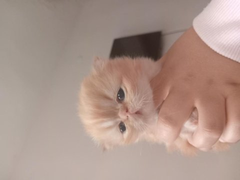 1 aylık iran kedisi yavru ve annesi