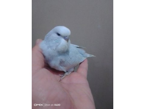 Jumbo muhabbet kuşu bebekler