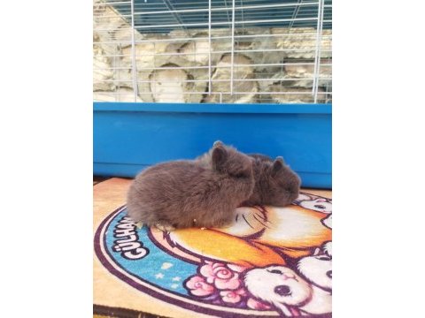 Orjinal cüce yavru tavşanlar