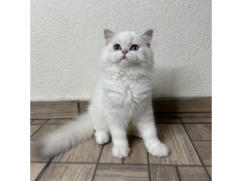 Muhteşem yakışıklı british longhair oğlum