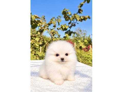 Minicik pomeranian boo köpeği