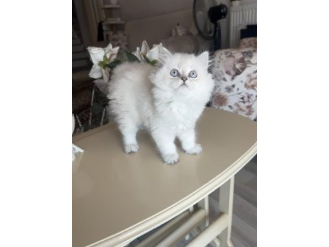 British longhair silver point dişi bebekler