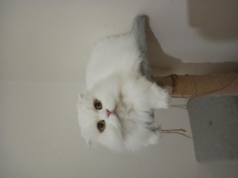 British longhair dişi kedimiz