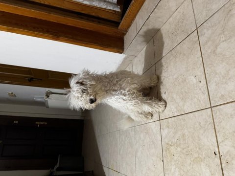 Yavru köpeğimi sahiplenme