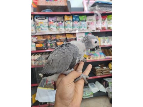 Bebek jakolar kırmızı kuyruk kango