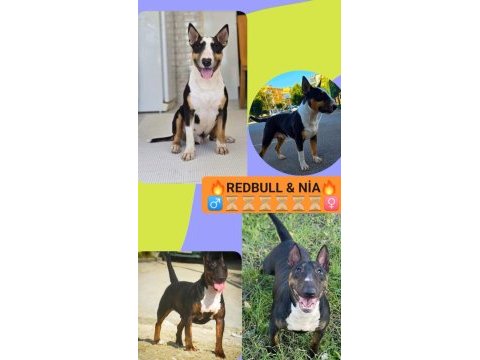 Bull terrier puppy