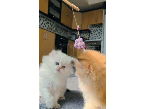 Full şecereli british longhair prensese yuva arıyorum
