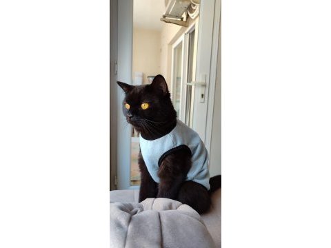 Güzel british shorthair kızım lucy e ömürlük yuva arıyoruz