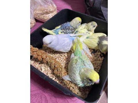 Muhabbet kuşu 25 günlük