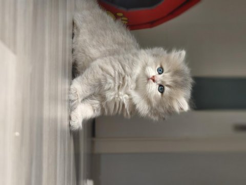 British longhair ay11