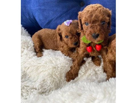 Sağlık ve ırk garantili toy poodle