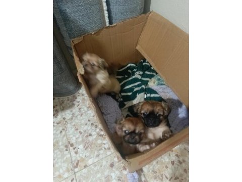 Yavru pekinez cinsi köpek