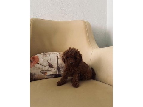 Toy poodle kore mini boy