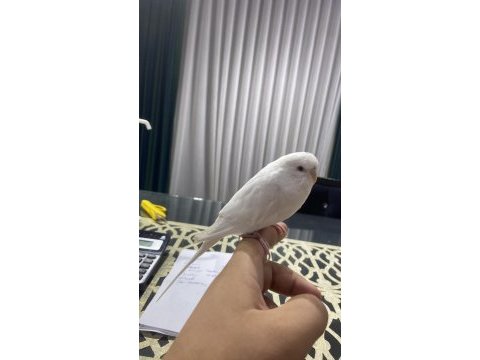 Konuşan ele kola gelen insan canlısı kuşumuz