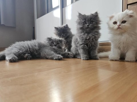 Scottish fold yavrularımız yeni yuvalarını arıyor