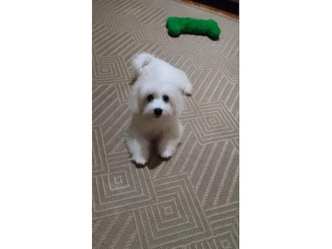 Acil maltese terrier 4 aylık