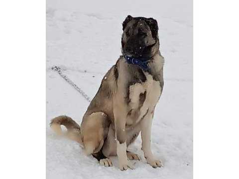 Satılık kangal çoban köpeği fiyatları