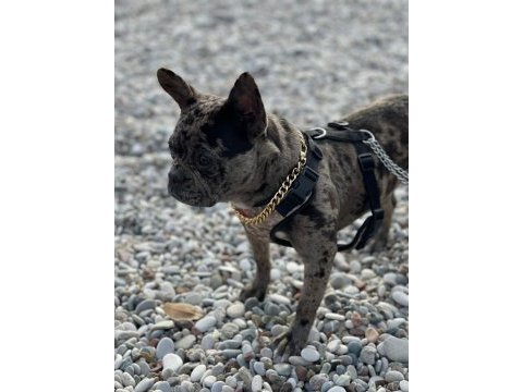 Egzotik merle french bulldog