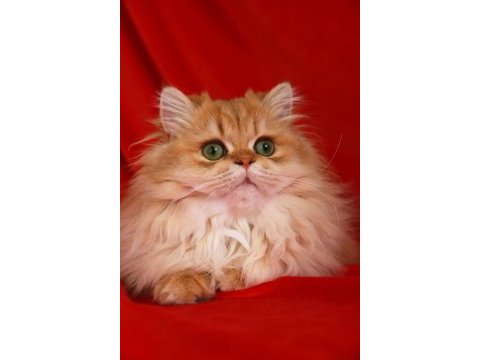 Safkan british longhair
