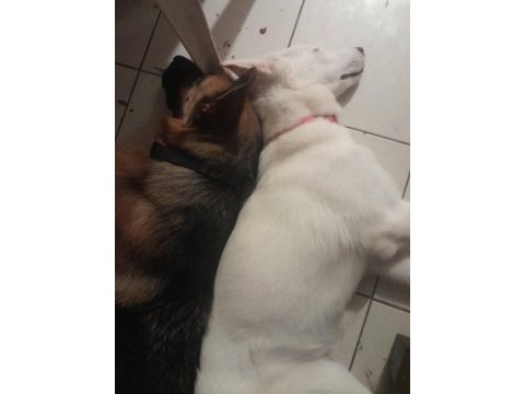 Köpeklerimiz tina ve şila evde büyüdüler