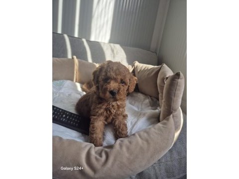 Yakışıklı poodle prens teslime hazır