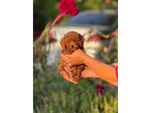 2 aylık erkek poodle