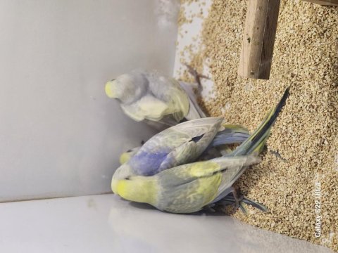 Rainbow spangle opal japones albino muhabbet yavrular