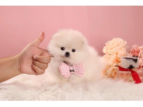 Minik teacup pomeranian boo