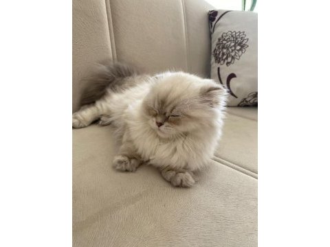Brıtısh longhaır sılver 4.5 aylık