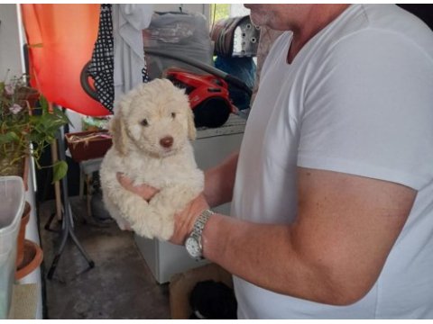 Sahibinden poodle yavruları