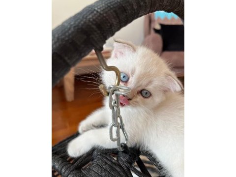 Evimizin minik scottish fold bebekleri