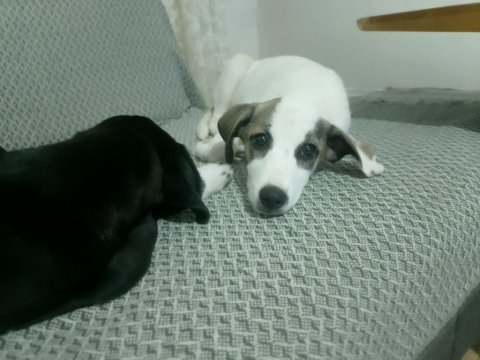 4 aylıklar anne jack russell baba puanter 7 yavru