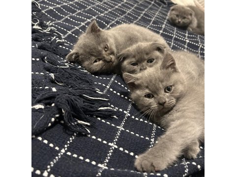 British scottish yavru kedi safkan
