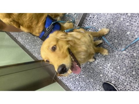 Safkan golden retriever 9 aylık