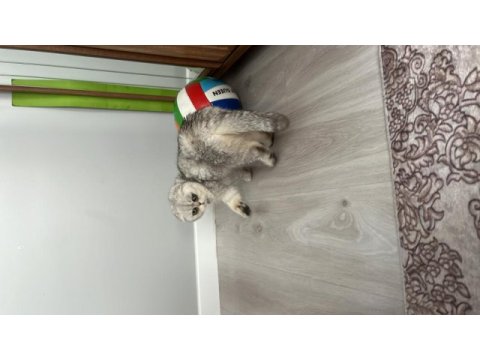 Scottish fold ücretsiz dişi kısır
