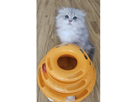 Peluş oyuncak gibi scottish fold longhair