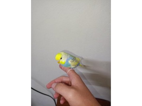 Rainbow muhabbet kuşu 4 aylık