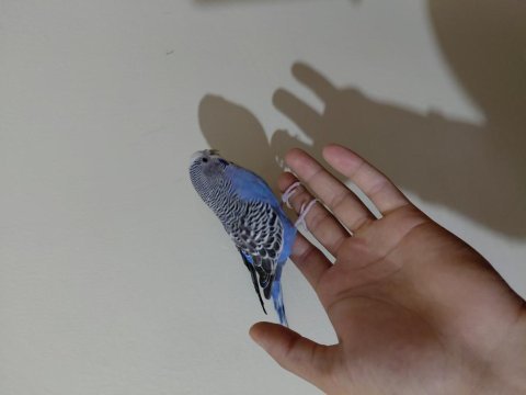 Konuşan muhabbet kuşumuz