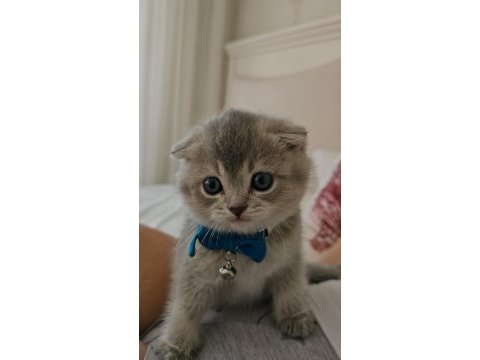 Scottish fold