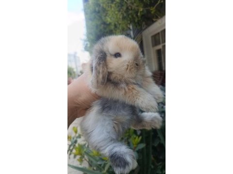 Holanda lop mini lop cuce tavşan yavrulari gonderim var