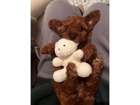 Red brown toy poodle safkan şecereli