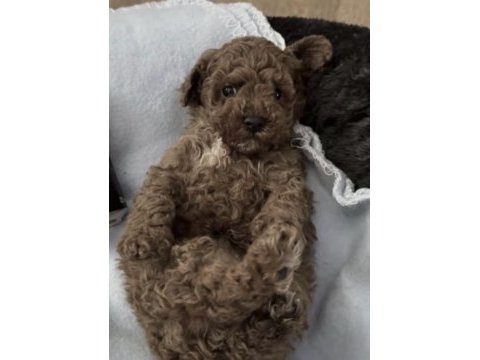 Toy poodle köpekler için ulaşın