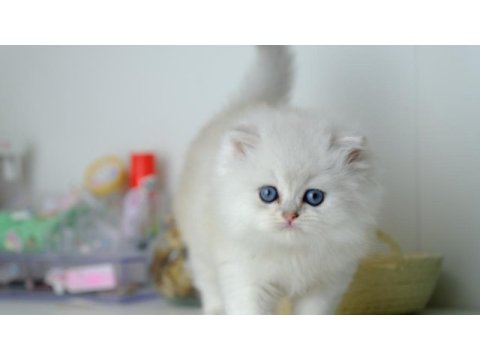 British longhair silver top kafa yavrumuz