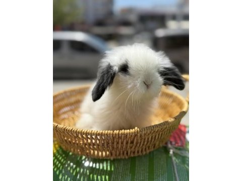 Yavru orjinal lop tavşanları