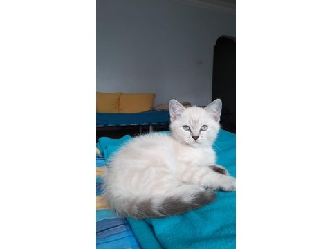 Çok oyuncu bebek british shorthair