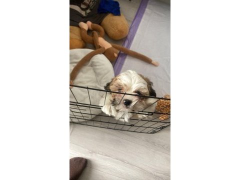 Tatlı yavru shih tzu