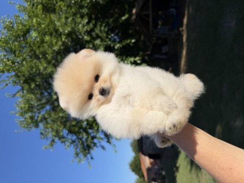 Ayıcık kafa pomeranian boo teddy face