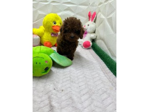 Mini toy poodle yavrular