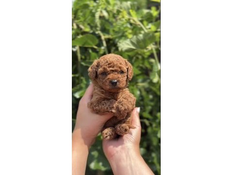 Toy poodle cins köpeğim